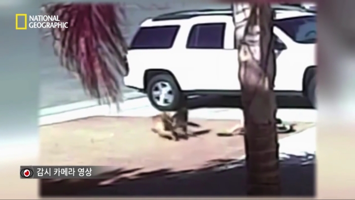 몸을 날려 아이를 구한 고양이 | 인스티즈