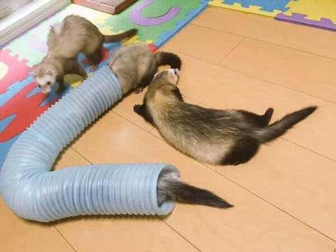 구조되어 페럿을 키우는 집으로 입양된 고양이 | 인스티즈