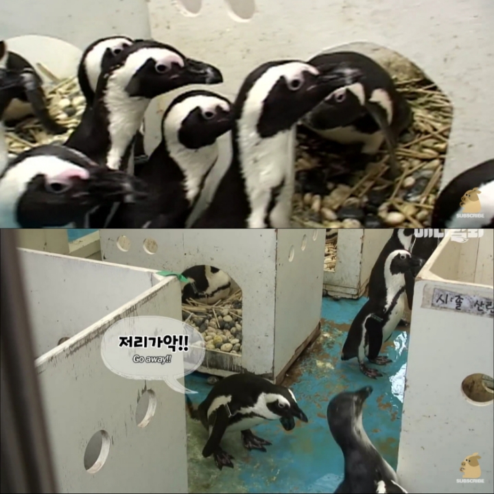 [TV동물농장] 난로 앞에 모인 아프리카 펭귄들 | 인스티즈