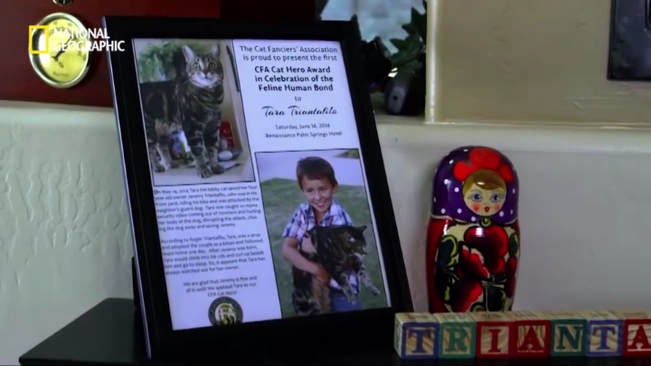 몸을 날려 아이를 구한 고양이 | 인스티즈