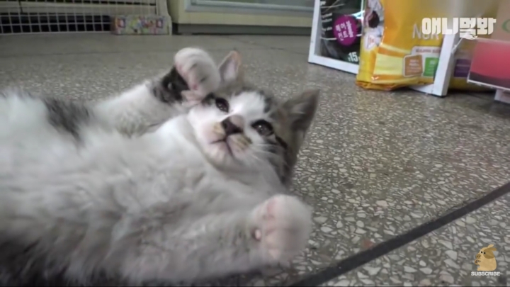 매일 회 받아가서 자식들 먹이는 엄마 고양이 | 인스티즈