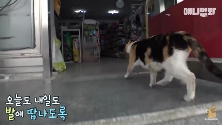 매일 회 받아가서 자식들 먹이는 엄마 고양이 | 인스티즈