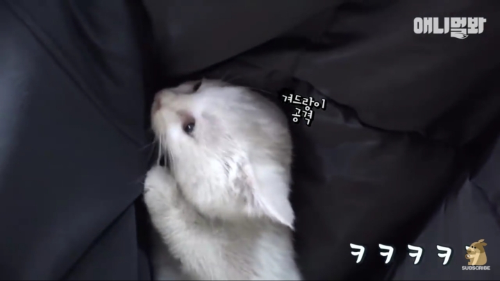 매일 회 받아가서 자식들 먹이는 엄마 고양이 | 인스티즈