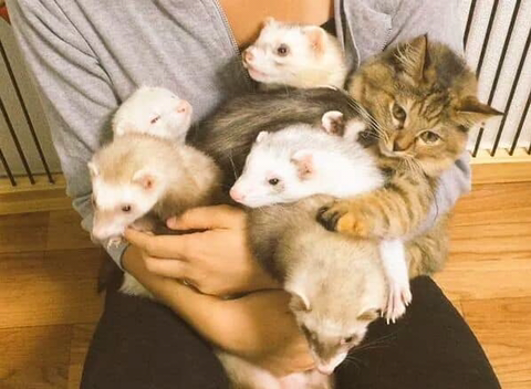 구조되어 페럿을 키우는 집으로 입양된 고양이 | 인스티즈