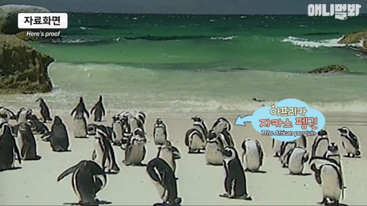 [TV동물농장] 난로 앞에 모인 아프리카 펭귄들 | 인스티즈