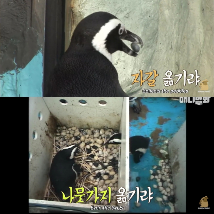 [TV동물농장] 난로 앞에 모인 아프리카 펭귄들 | 인스티즈