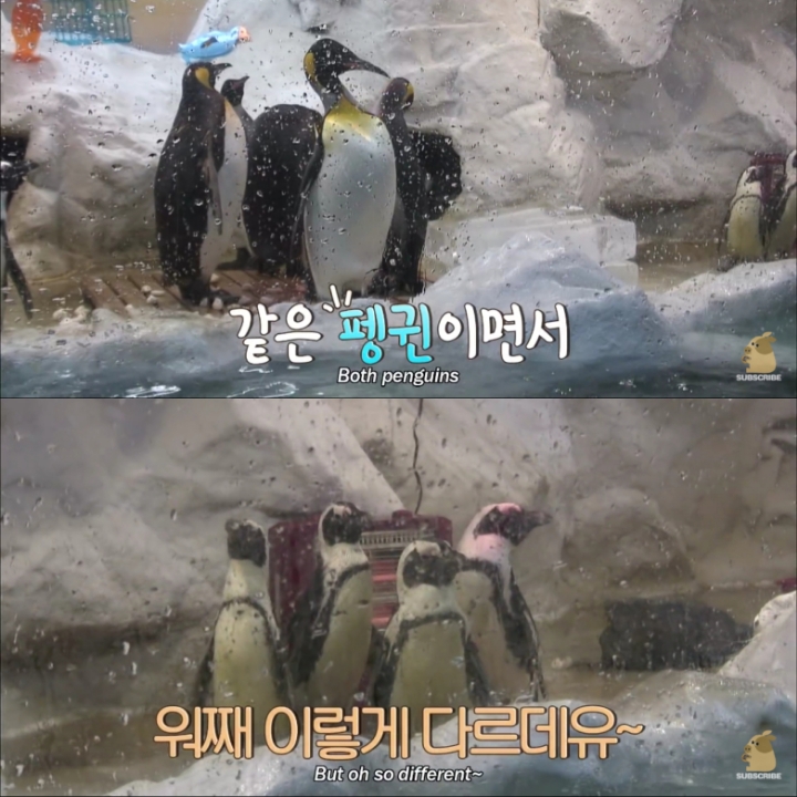 [TV동물농장] 난로 앞에 모인 아프리카 펭귄들 | 인스티즈
