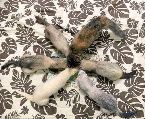 구조되어 페럿을 키우는 집으로 입양된 고양이 | 인스티즈