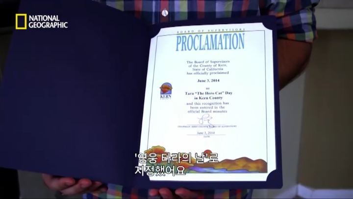 몸을 날려 아이를 구한 고양이 | 인스티즈