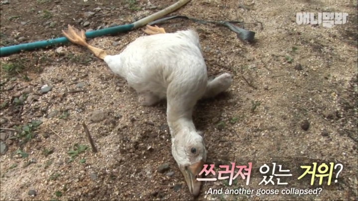 [TV동물농장] 목이 굽어버린 동생을 지키는 거위 | 인스티즈