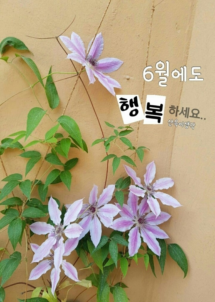 유월에 이미지