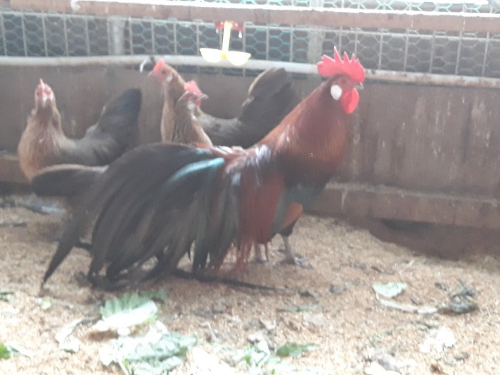 피닉스 이미지