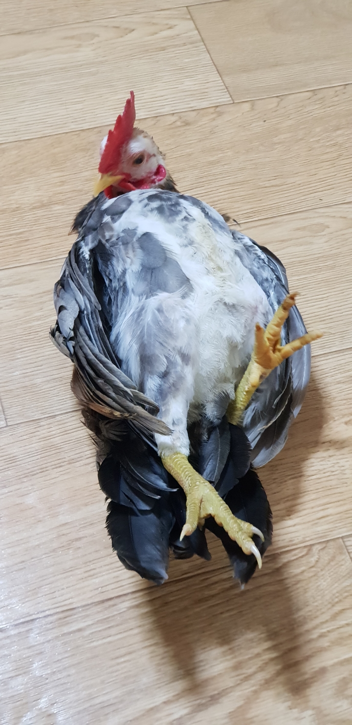 꼴까닭 이미지