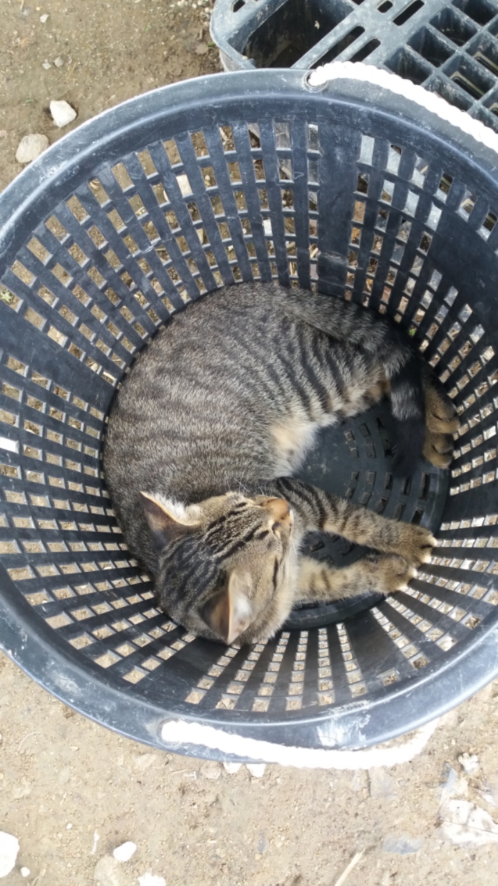 꼼지 이미지