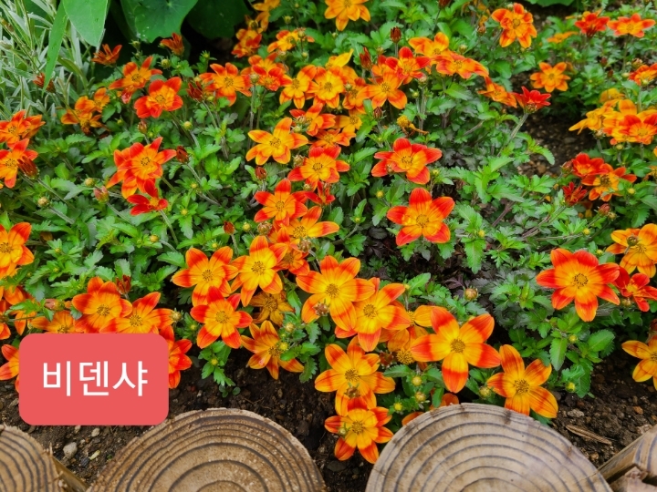 어제의정원 이미지