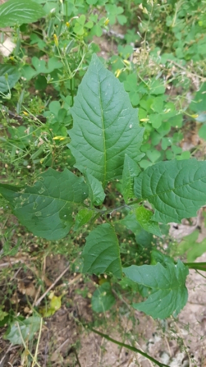 토마틸로 이미지