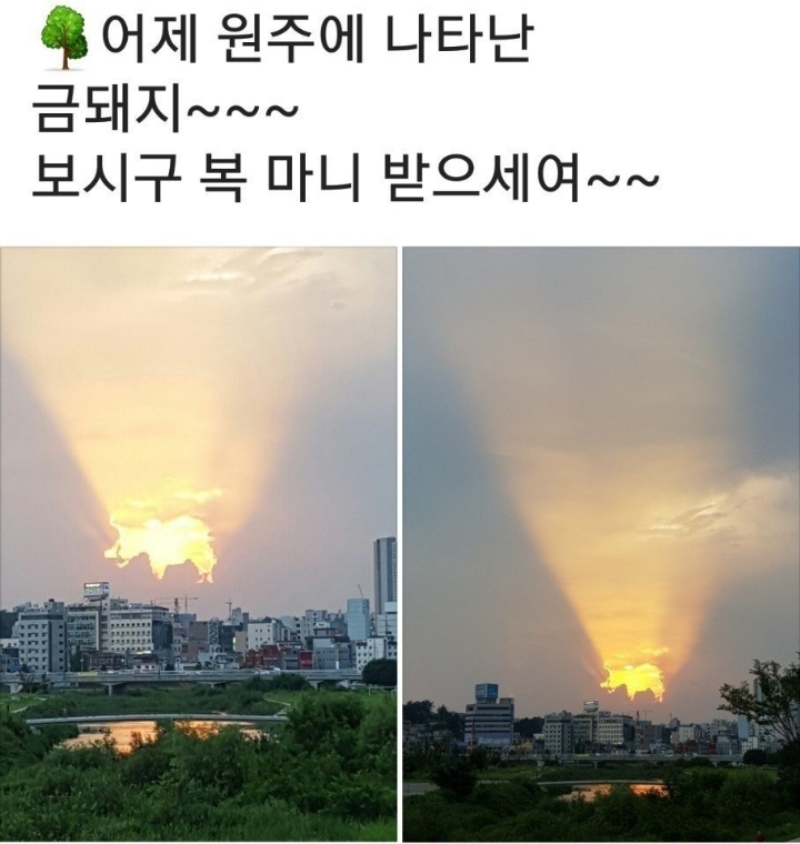 금돼지 이미지