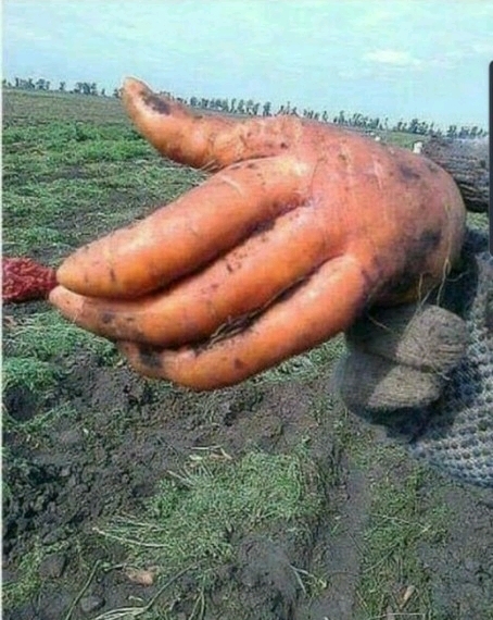 신기야채 이미지