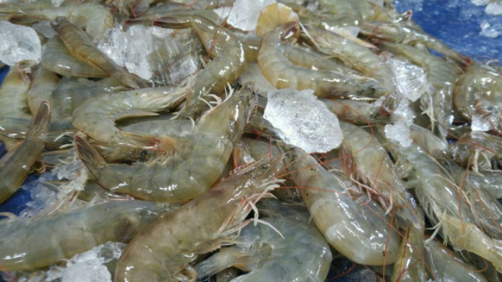팔딱팔딱 이미지