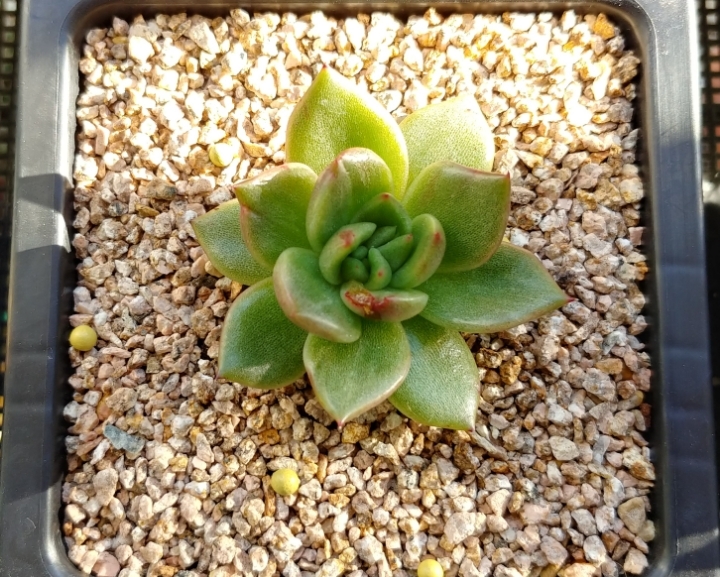 금이네 이미지