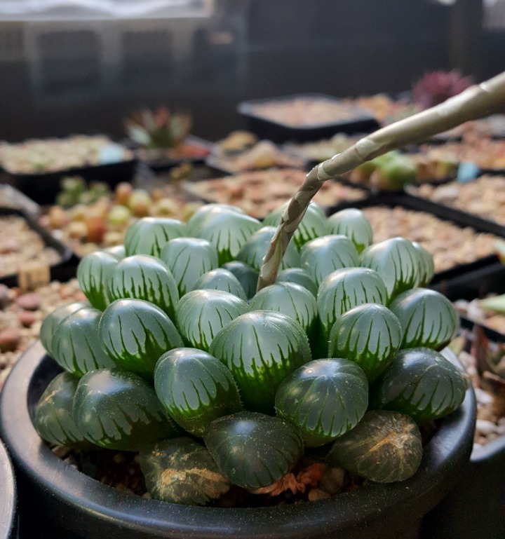 바타 이미지