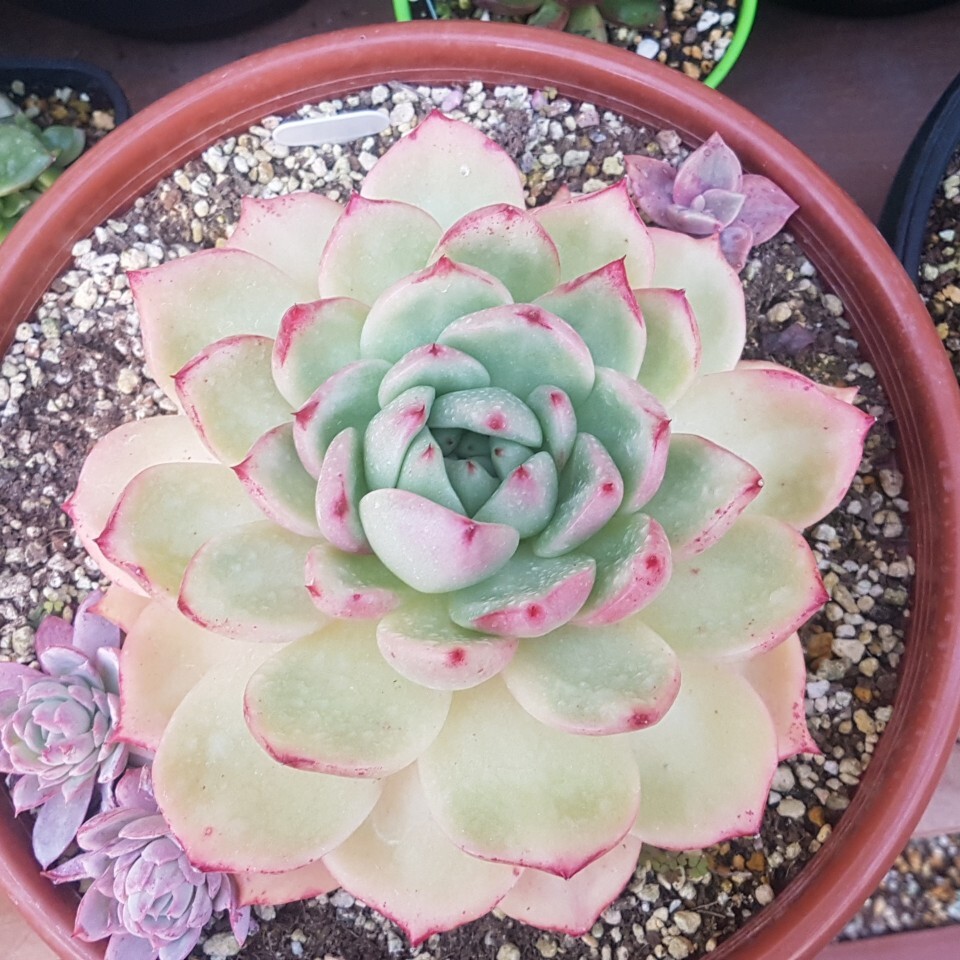 죠세핀 이미지