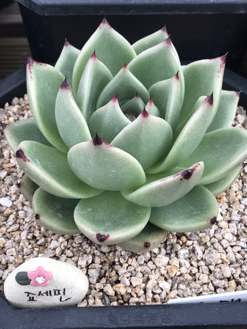 죠세핀 이미지