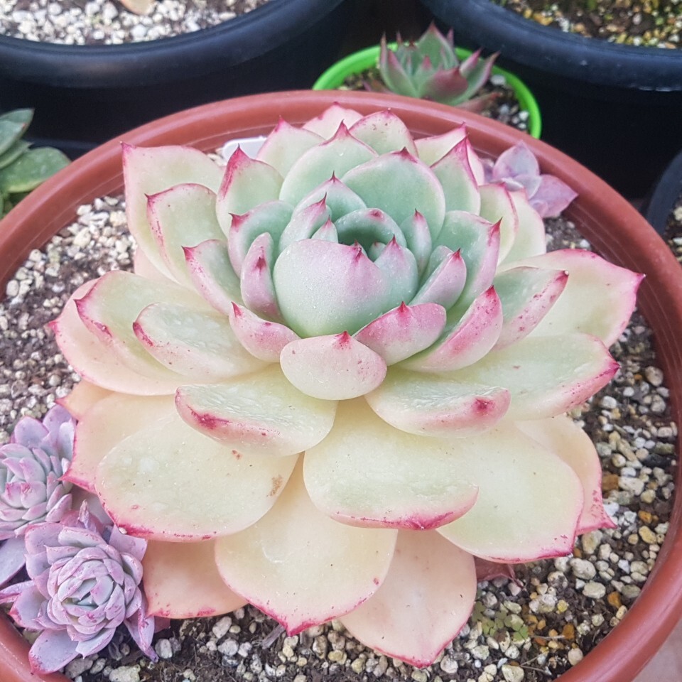 죠세핀 이미지