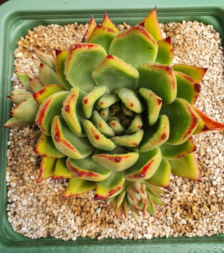 달고요 이미지