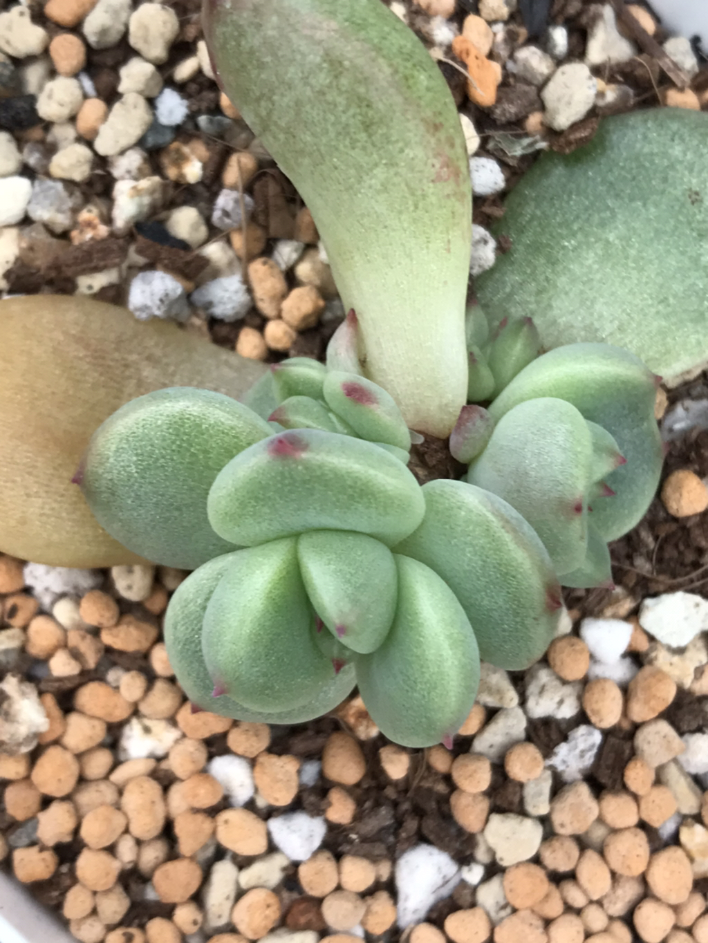 죠세핀 이미지