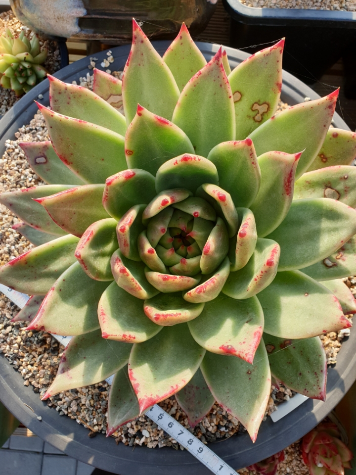 마리아유통 이미지