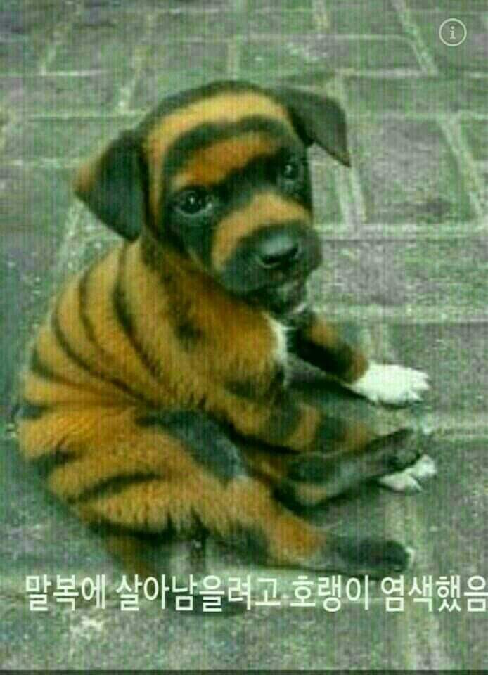 다 이미지