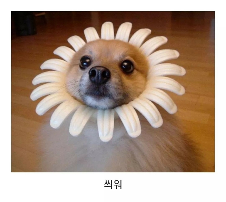 요거해 이미지
