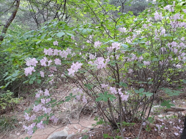 숲속당구 이미지