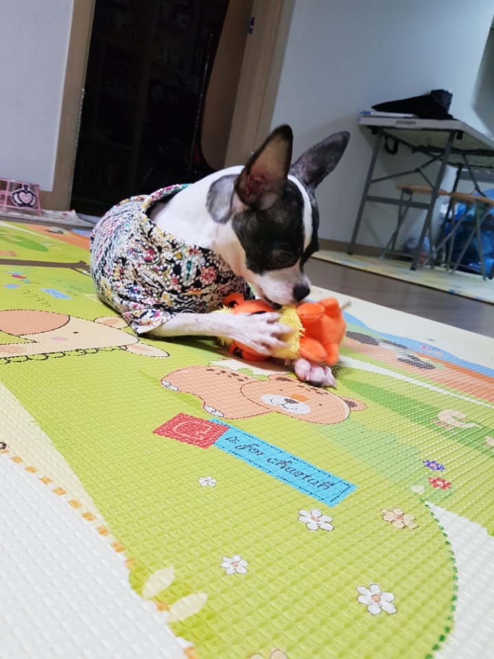 다보노 이미지