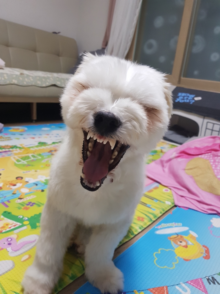 삼영상회 이미지