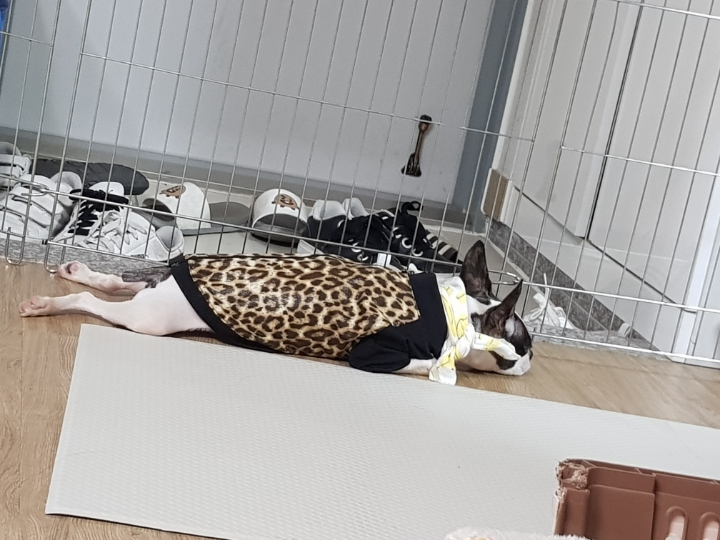 다보노 이미지