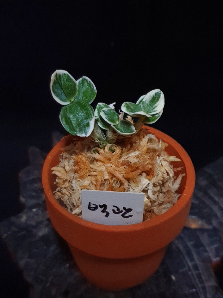 백관 이미지