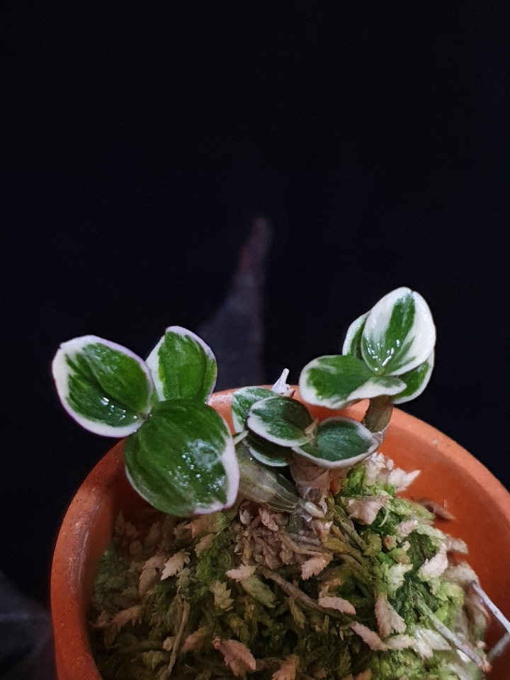 백관 이미지