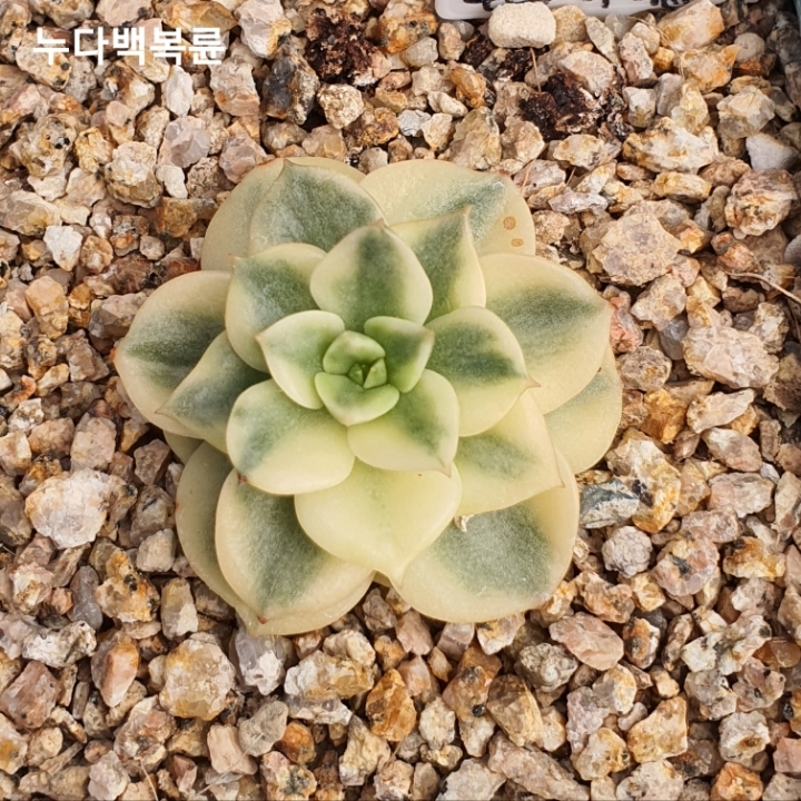 다백 이미지