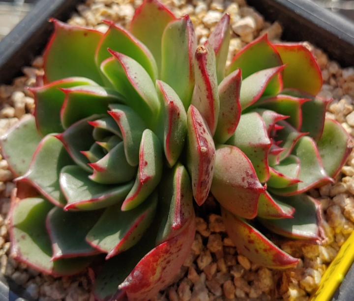 엘리샤 이미지