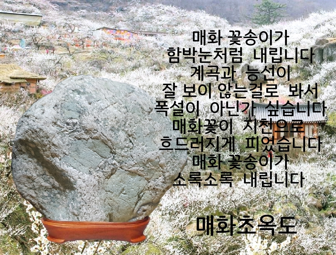 매화초등학교 이미지