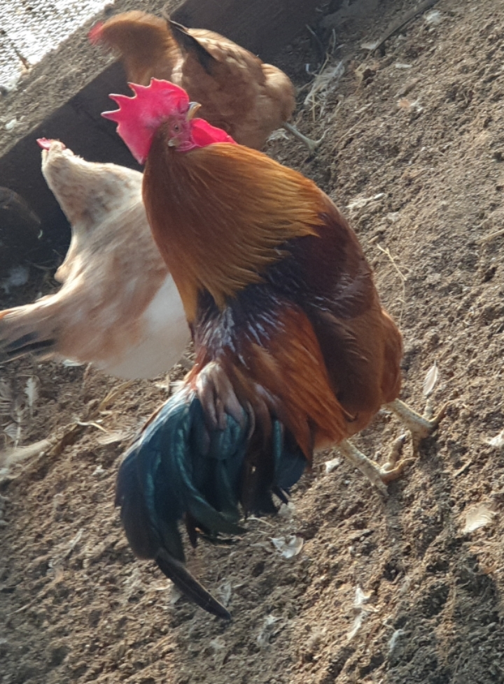장닭 이미지