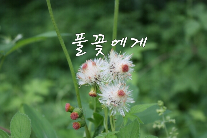 풀꽃 이미지