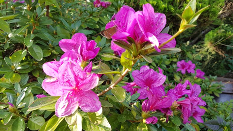 서부사랑 이미지
