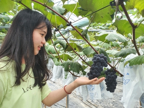 흥부골 아영포도 이미지