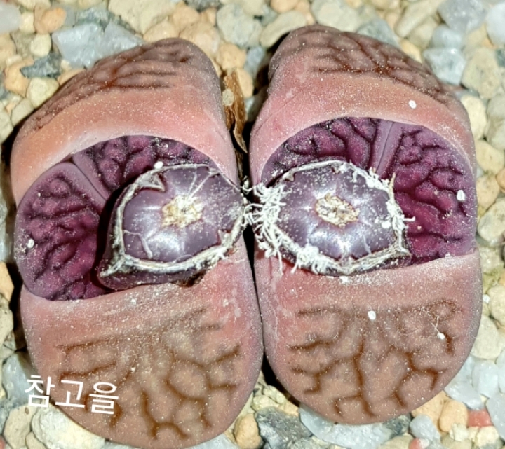 쌍디에 이미지