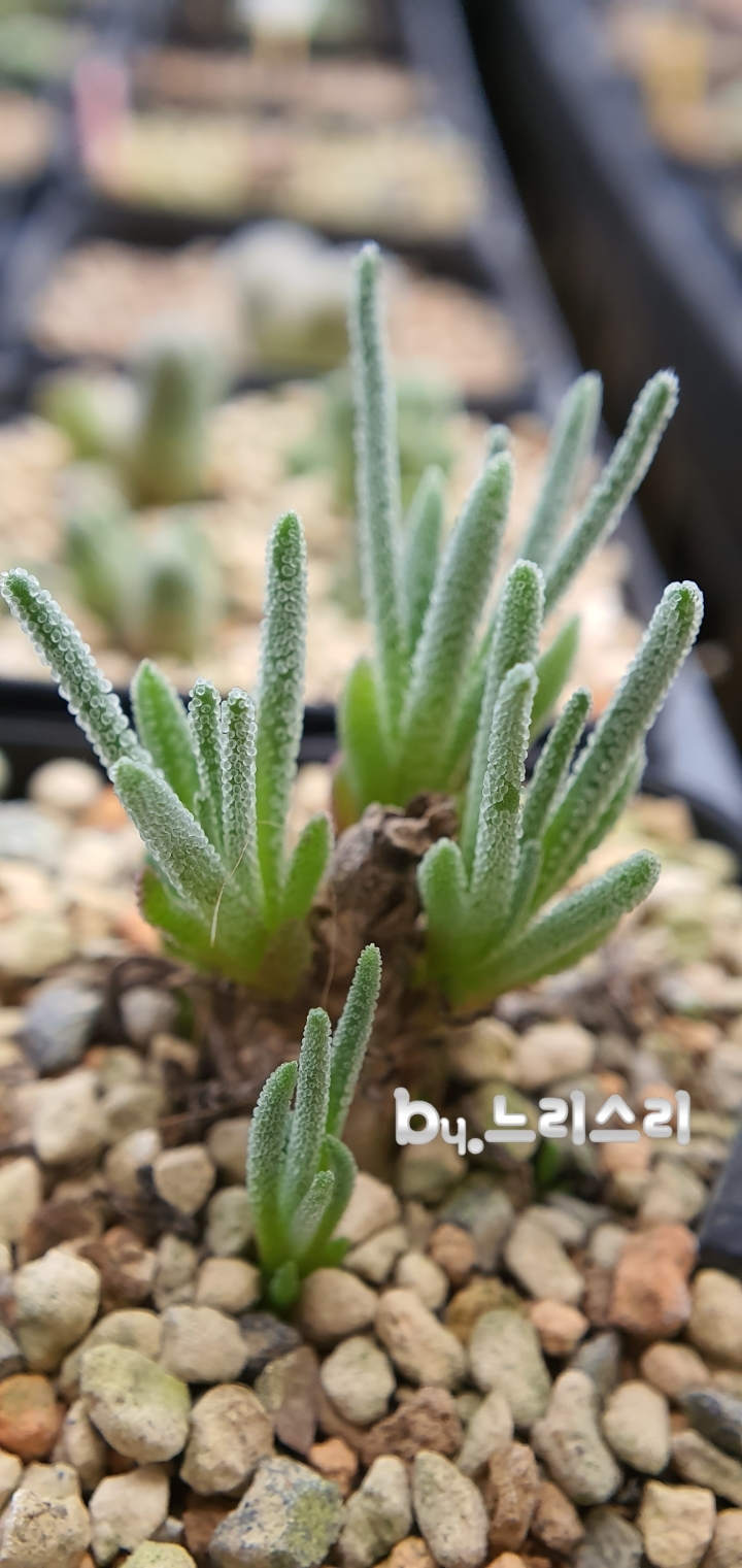 아마빌리스 이미지