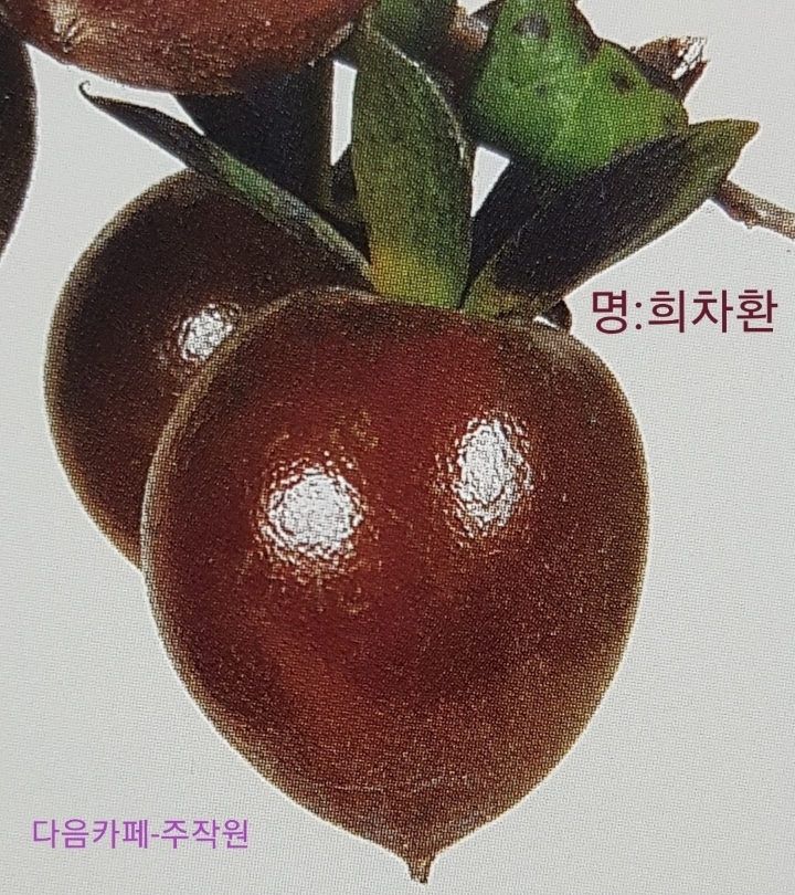명다실 이미지