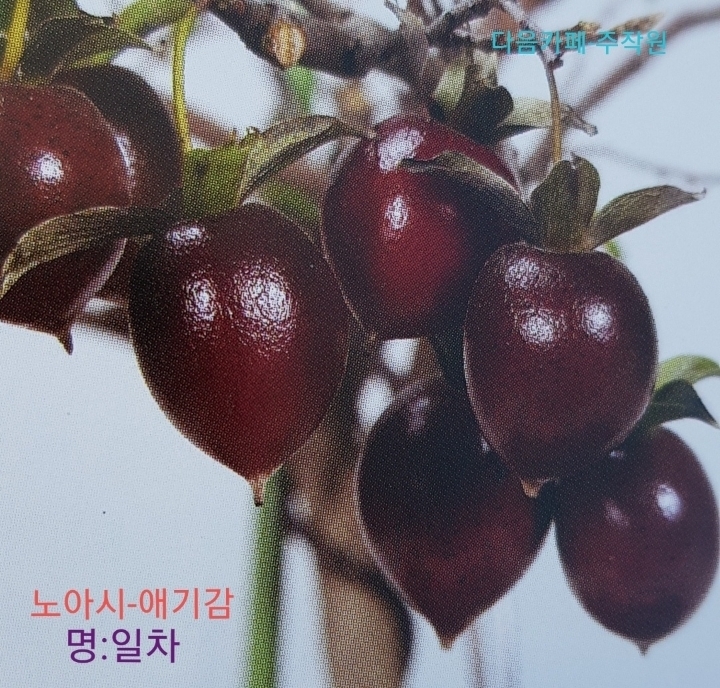 명다실 이미지